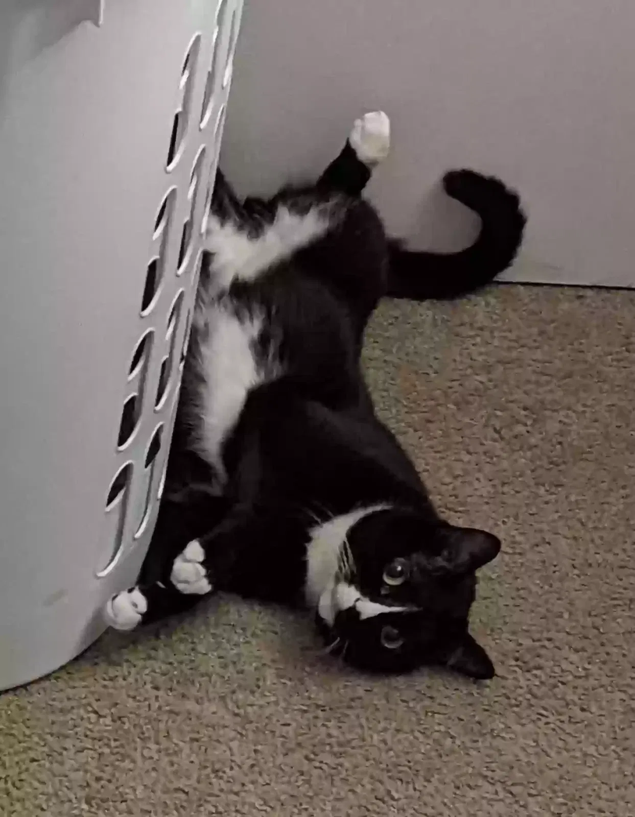 Lost cat in Colorado Springs, CO, 80910