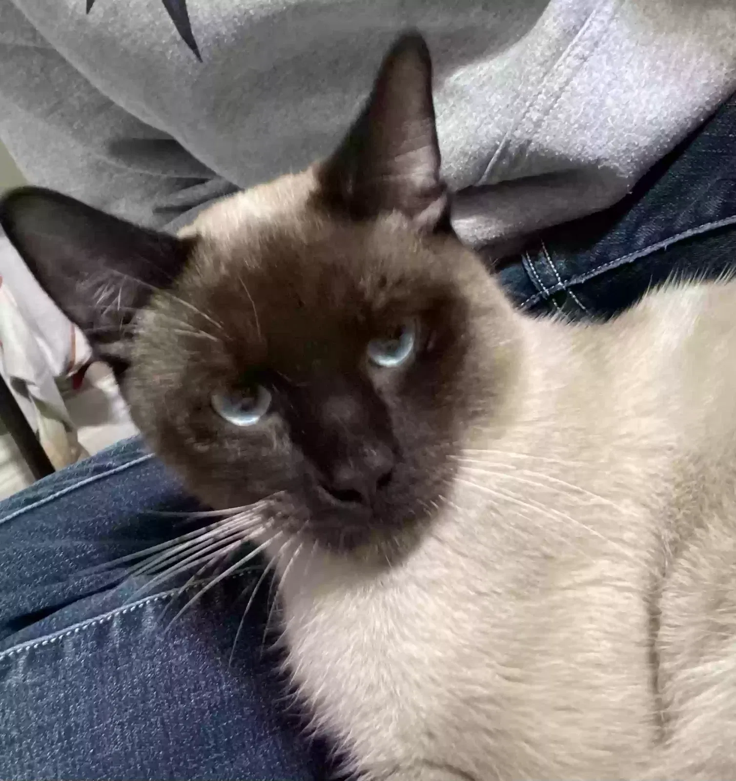 Lost cat in Farmington, UT, 84025