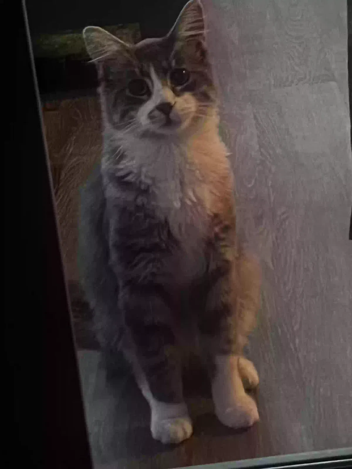 Lost cat in Sacramento, CA, 95826