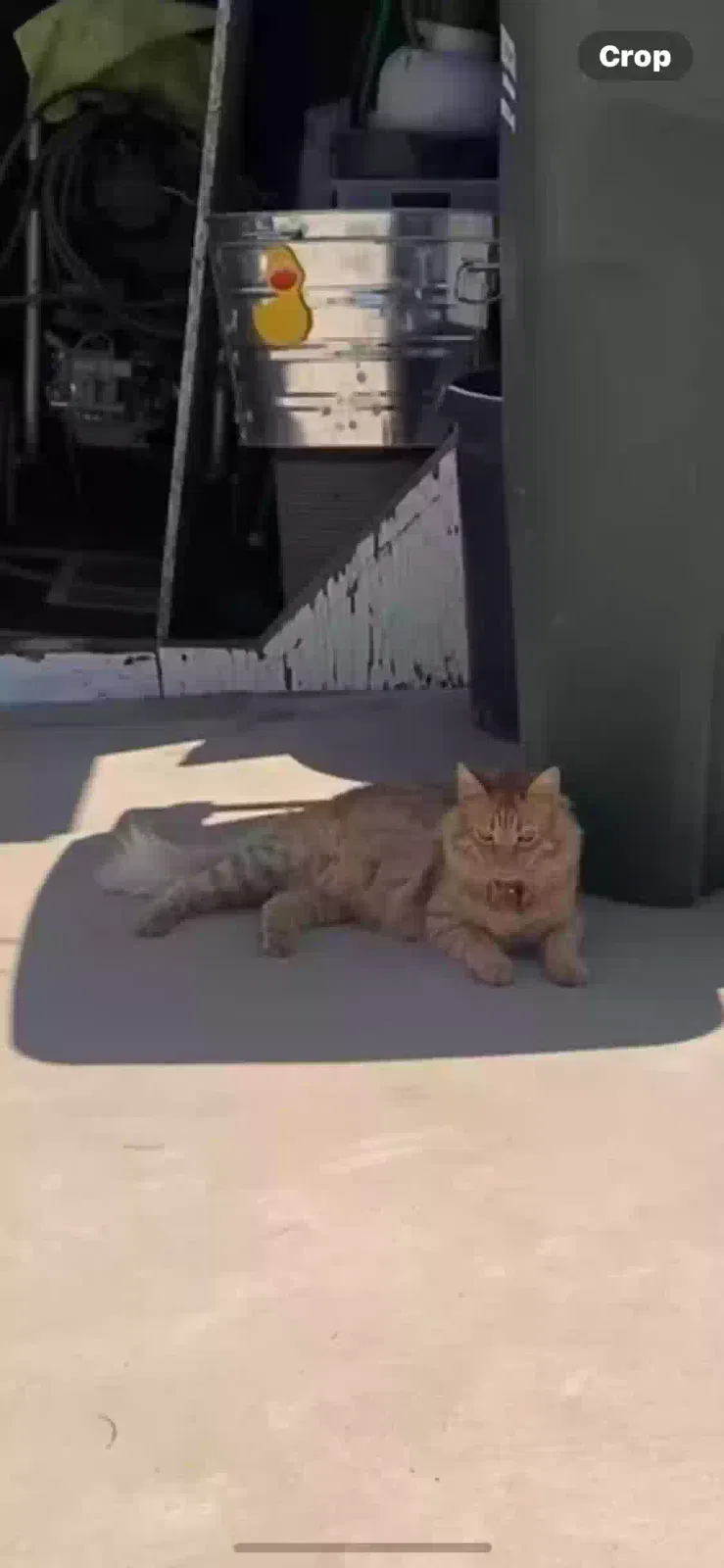 Lost cat in El Cajon, CA, 92019