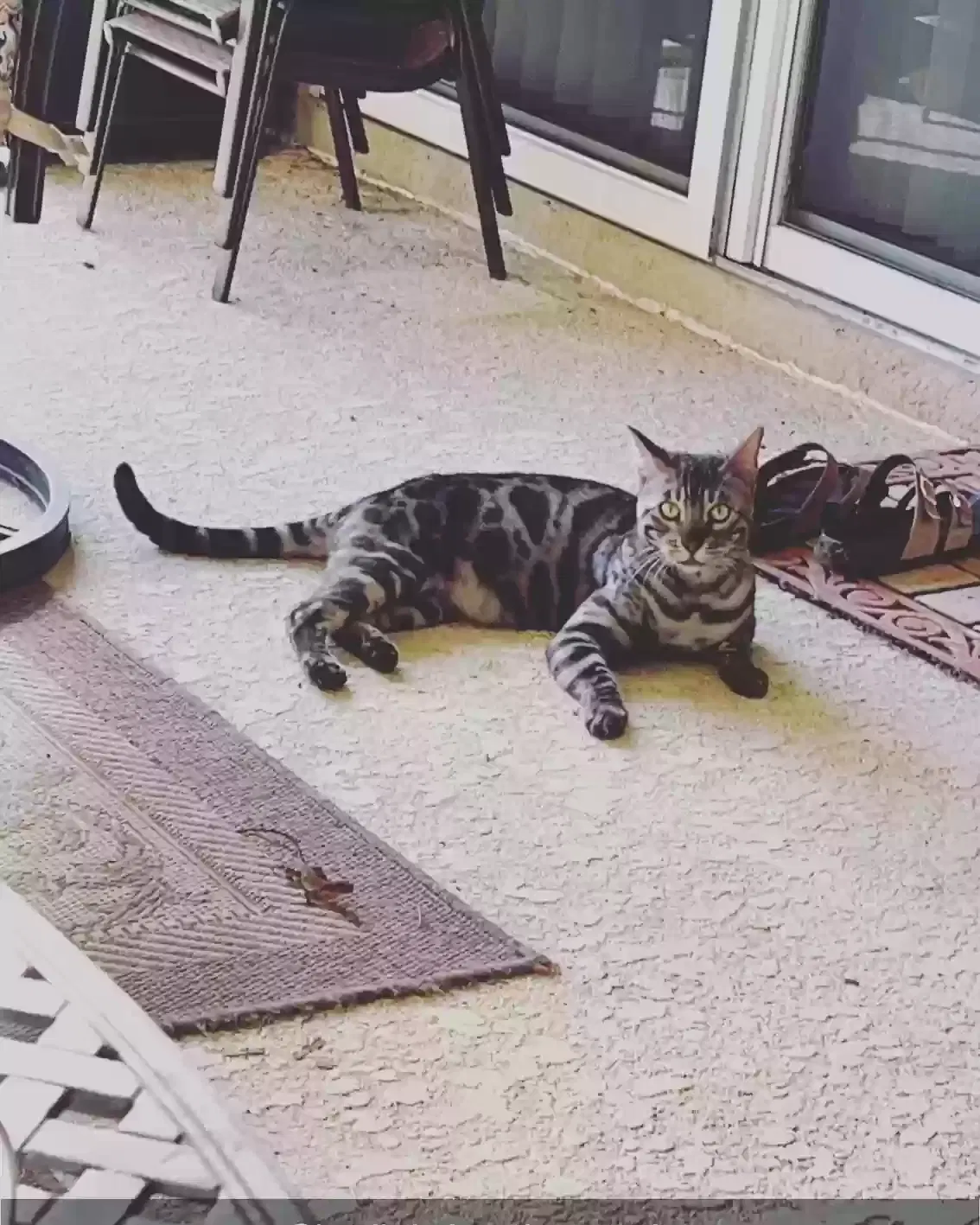 Lost cat in Kissimmee, FL, 34758