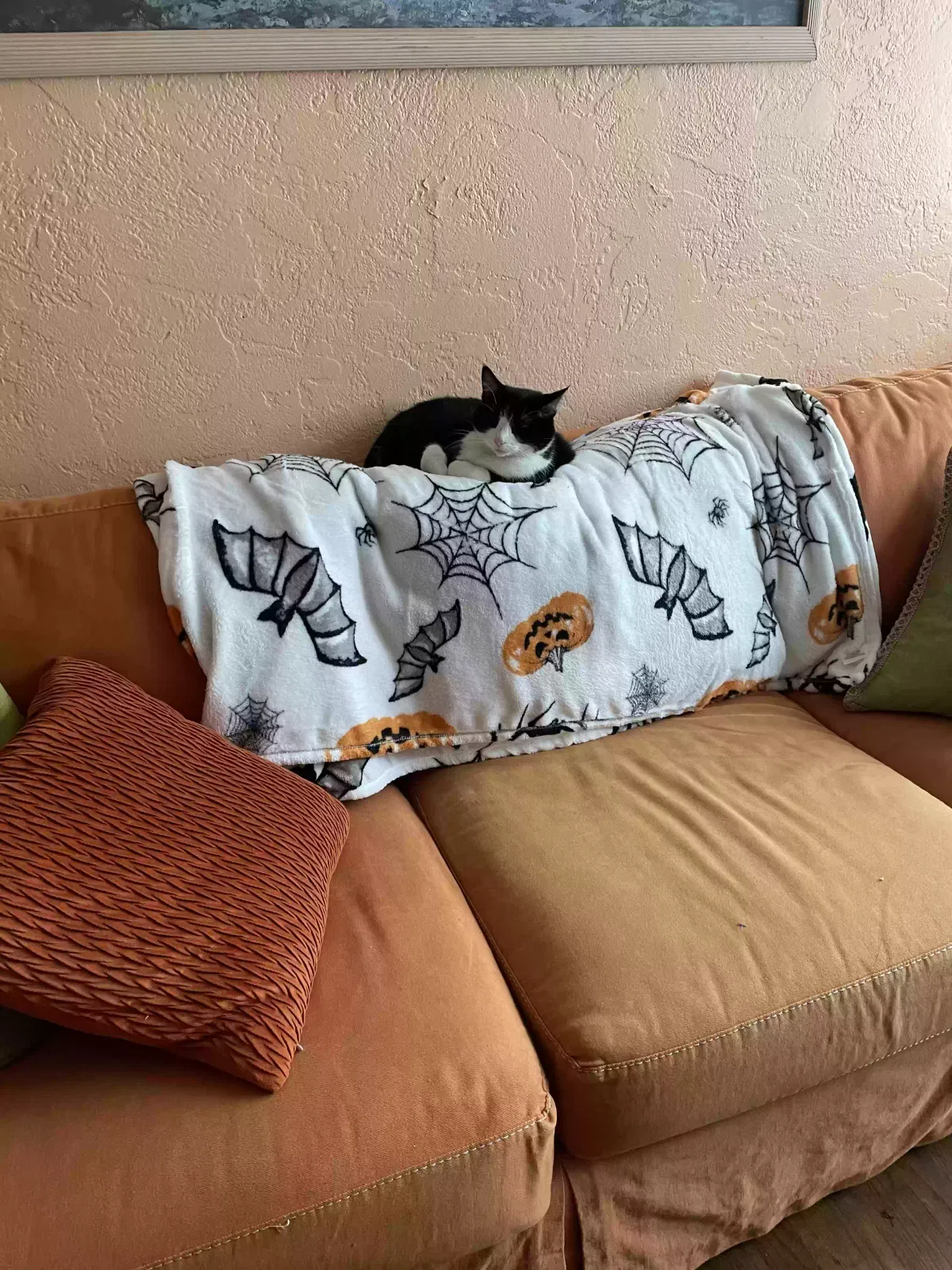 Lost cat in Daytona Beach, FL, 32118