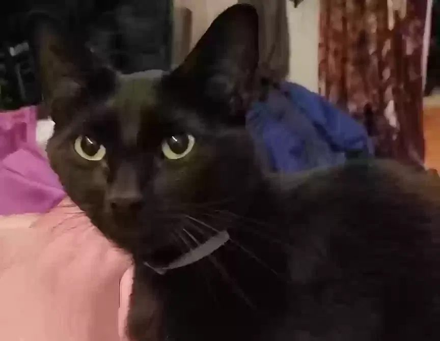 Lost cat in Spring, TX, 77388