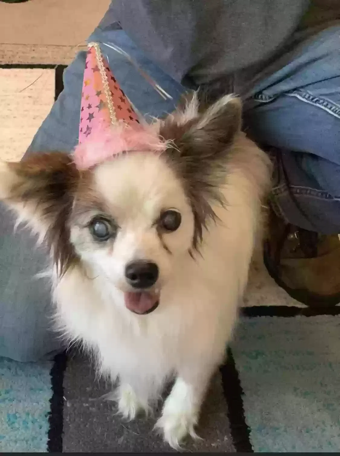 Lost dog in Fayetteville, NC, 28306