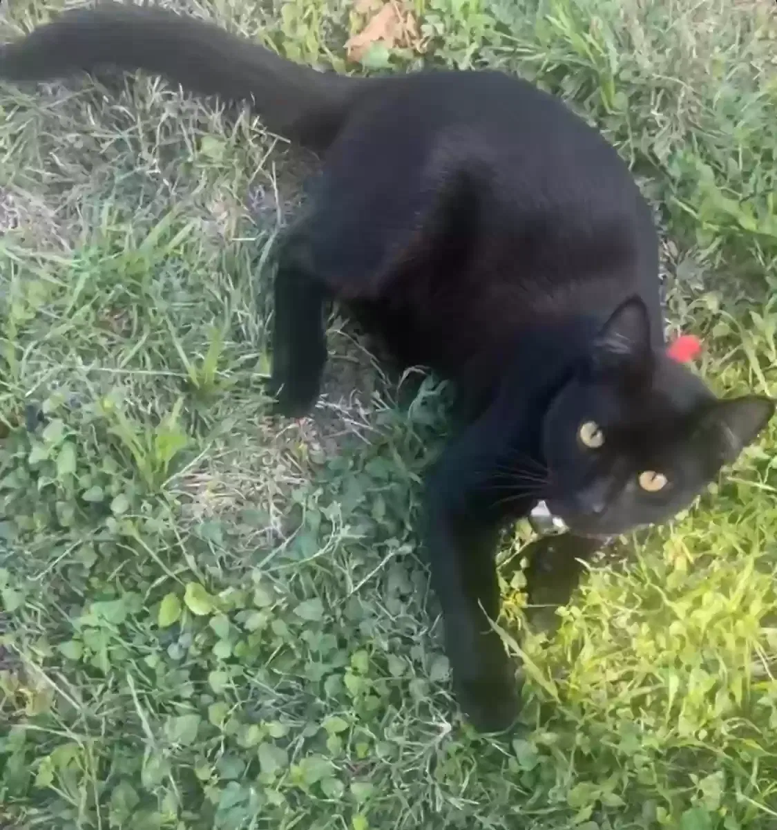 Lost cat in Fort Worth, TX, 76105