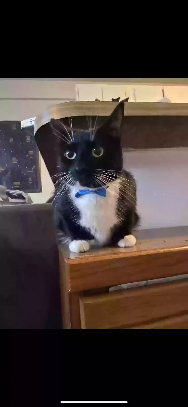Lost cat in Millington, TN, 38054