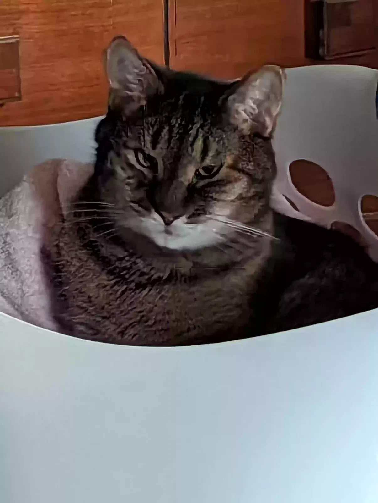 Lost cat in Rochester, NY, 14616