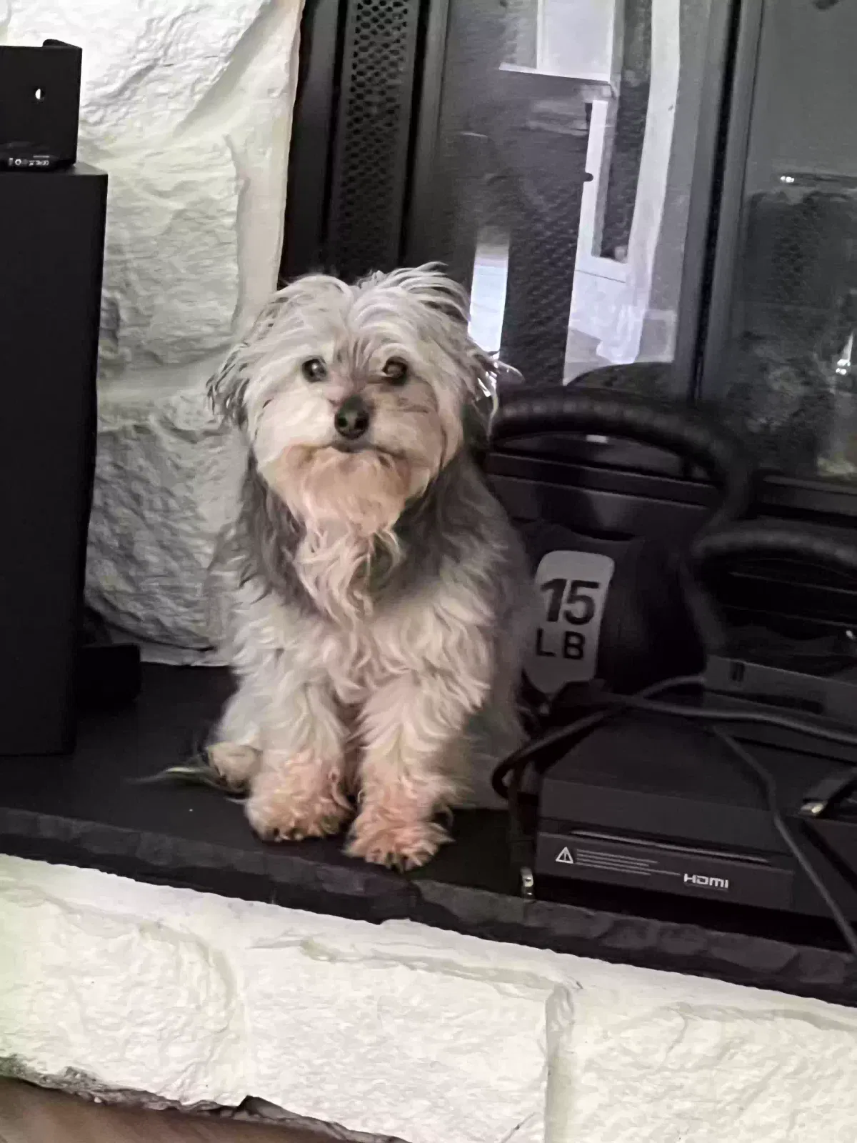 Lost dog in Fort Wayne, IN, 46845