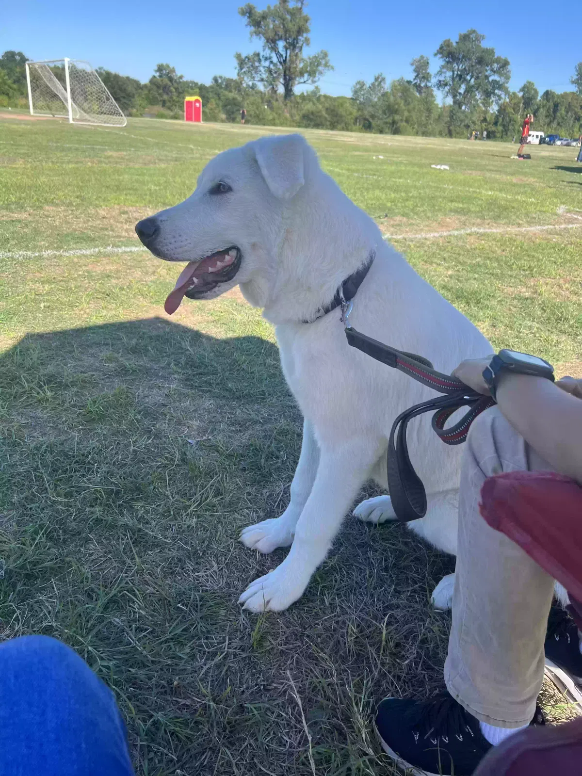 Lost dog in Shreveport, LA, 71129