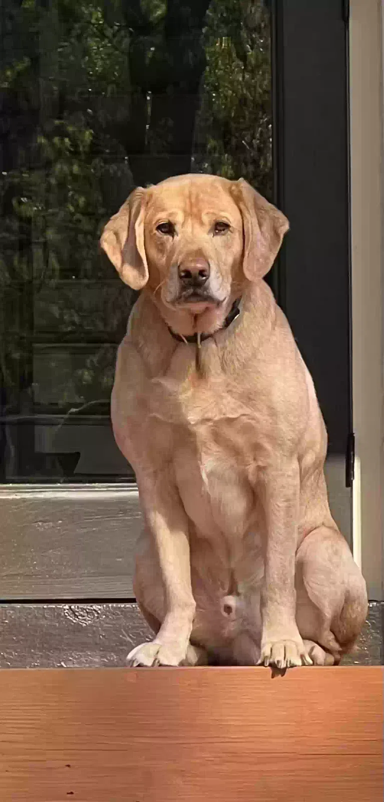 Lost dog in Fayetteville, NC, 28305