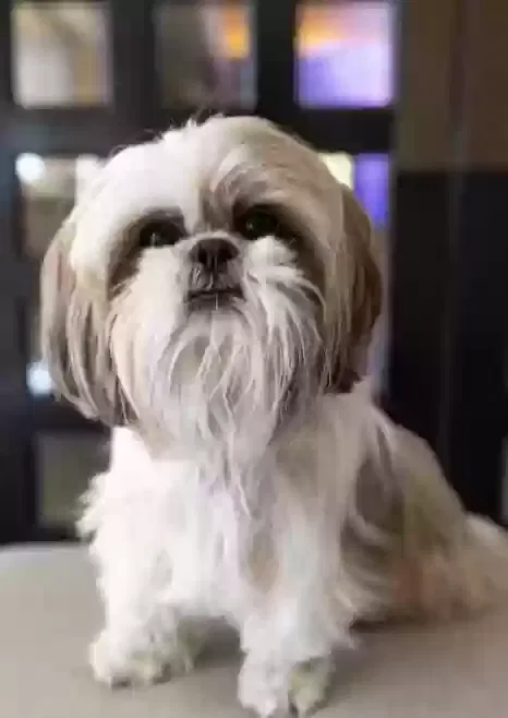 Lost dog in Tomball, TX, 77377