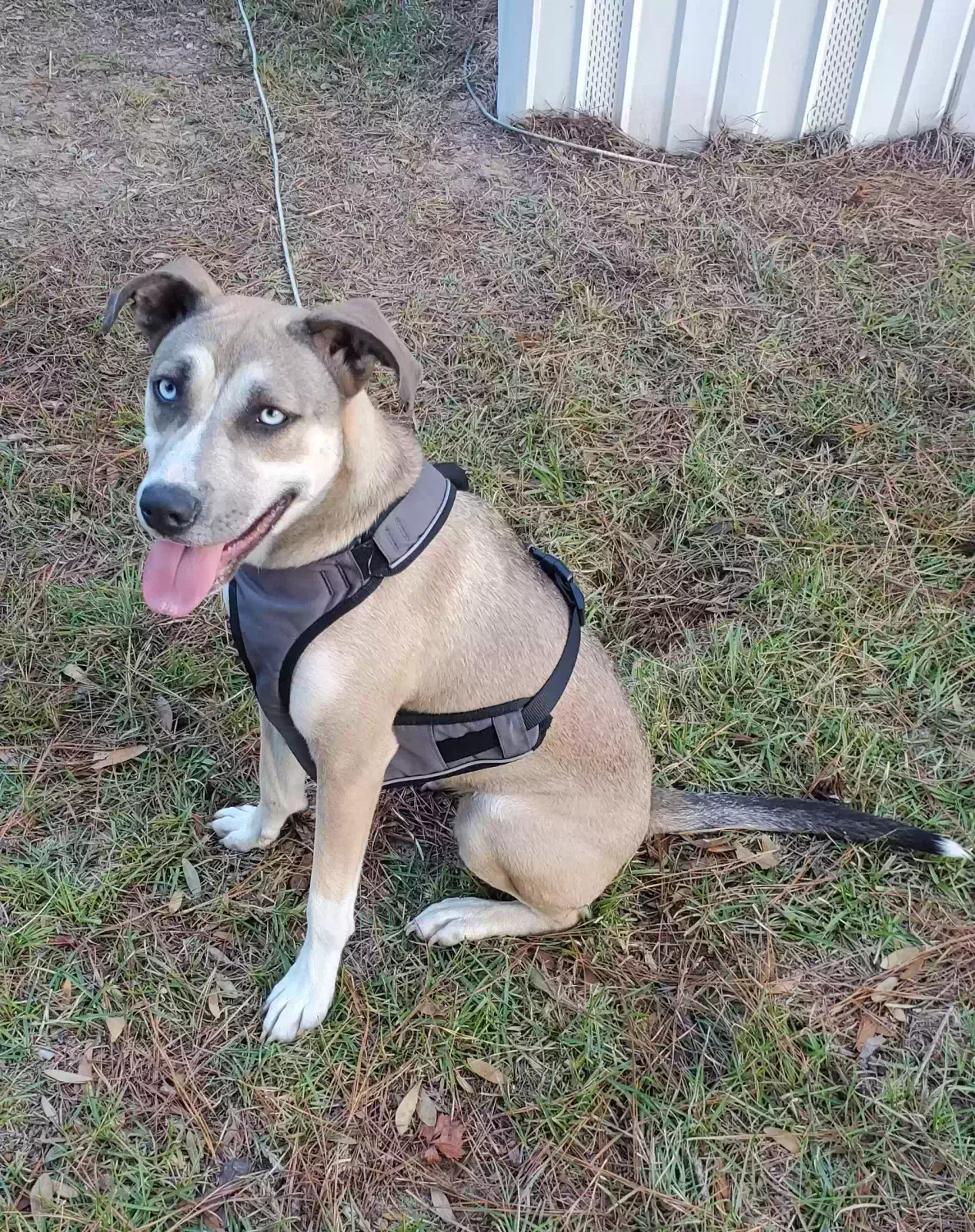 Lost dog in Marietta, NC, 28362