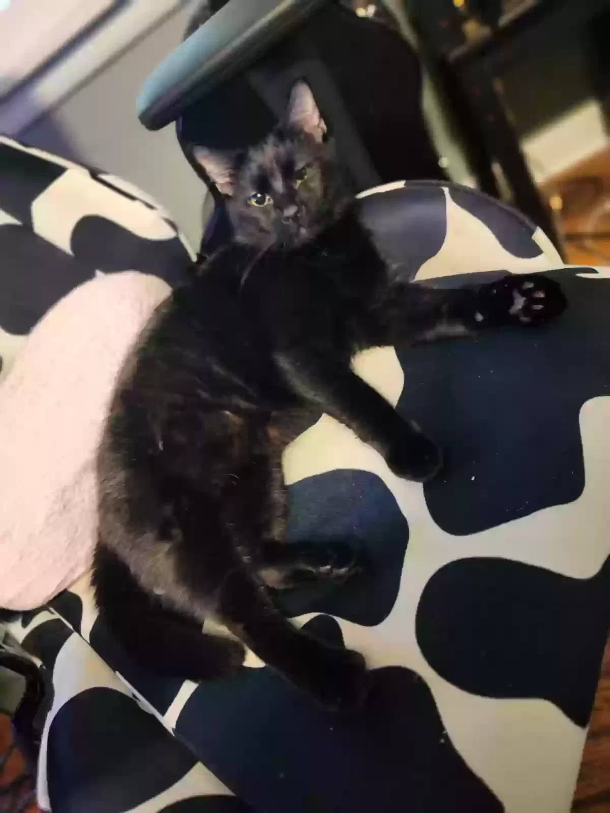 Lost cat in Decatur, AL, 35601