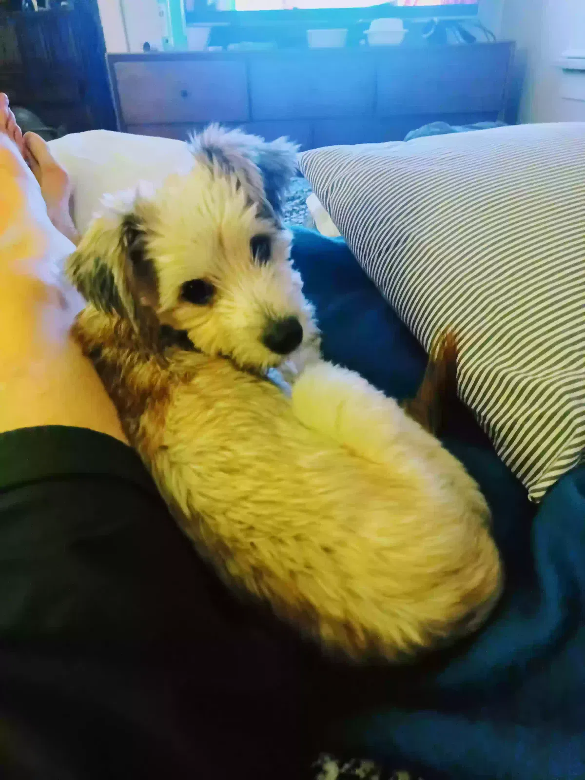 Lost dog in Los Angeles, CA, 90029
