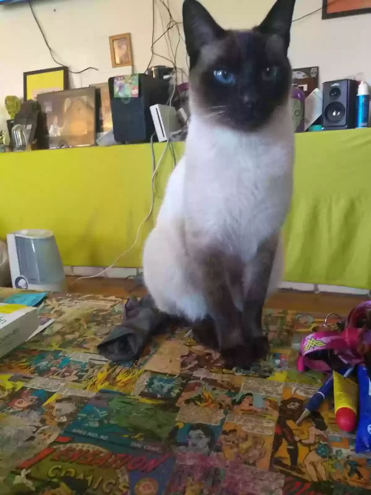 Lost cat in Austin, TX, 78723