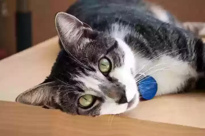 Lost cat in San Diego, CA, 92103