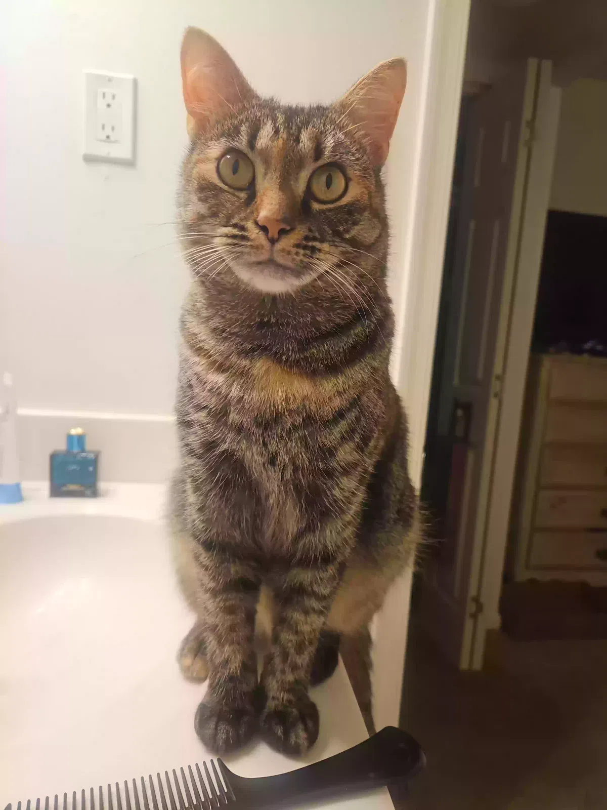 Lost cat in Newport News, VA, 23605