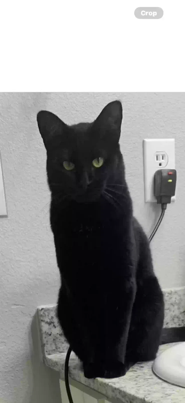 Lost cat in Tulsa, OK, 74136