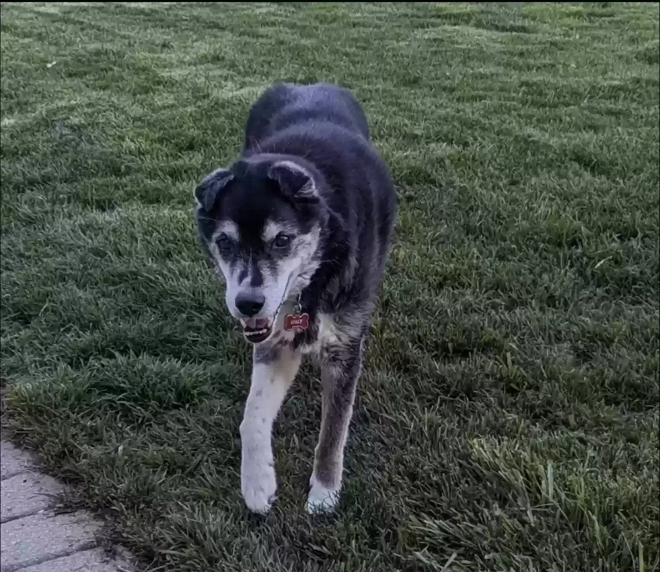 Lost dog in Westfield, IN, 46074