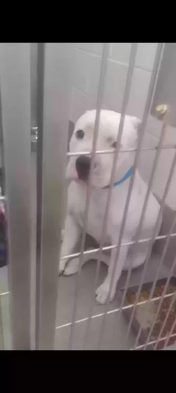 Lost dog in Lake Elsinore, CA, 92530