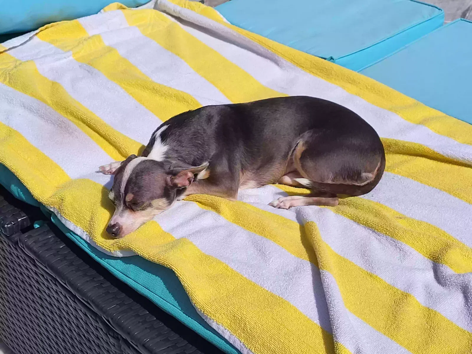 Lost dog in Glendale, AZ, 85302