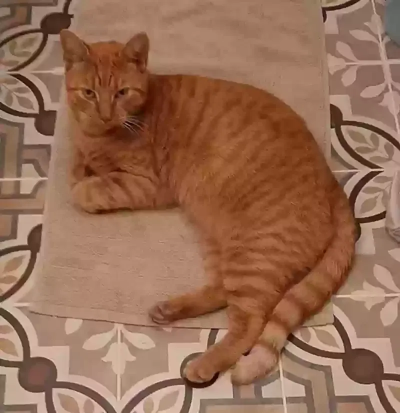 Lost cat in Louisa, VA, 23093