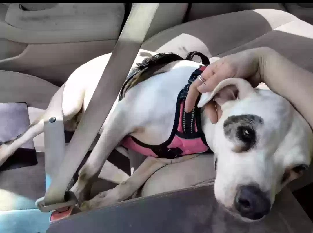 Lost dog in Miami, FL, 33174