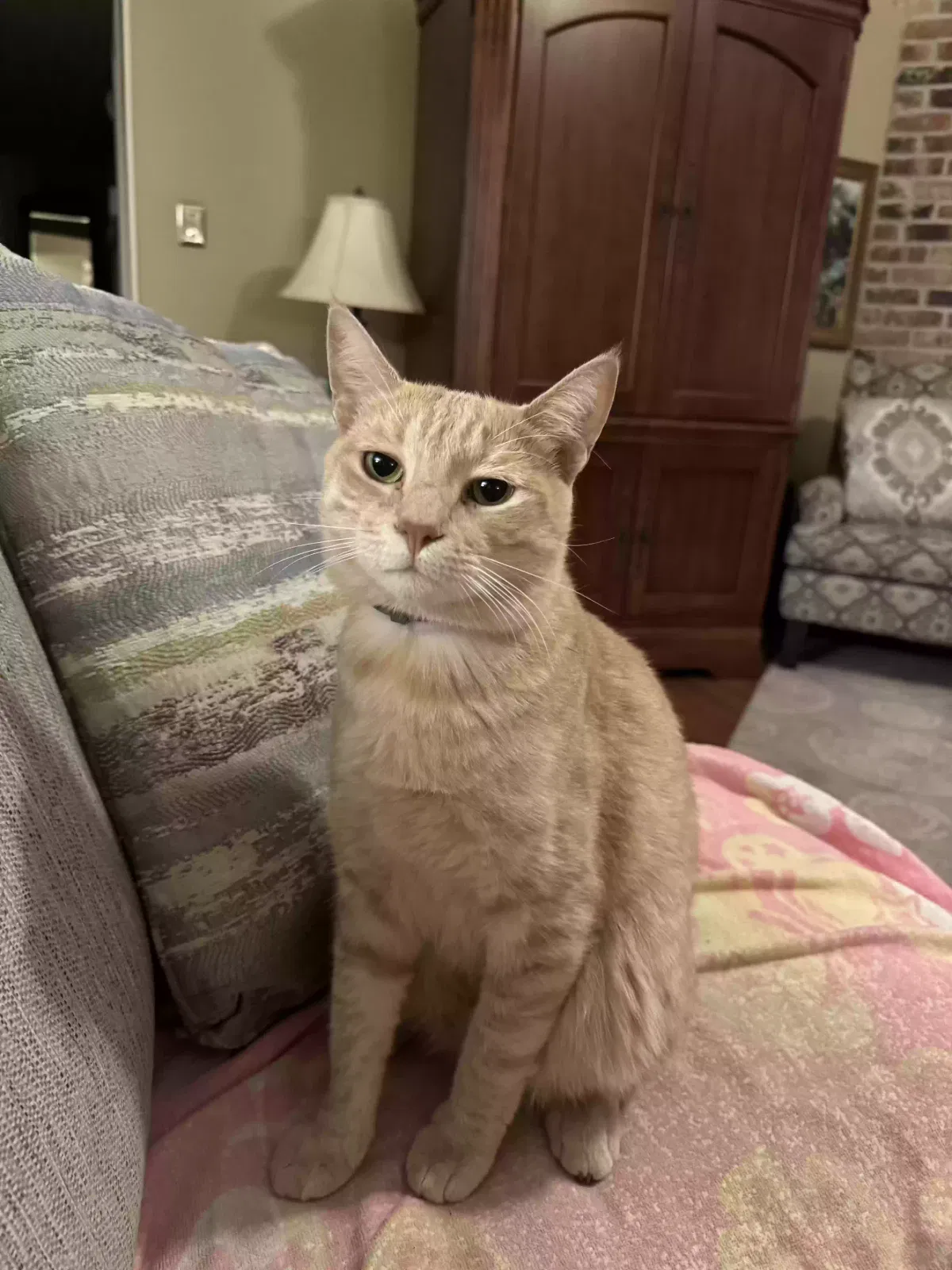 Lost cat in Lafayette, LA, 70506
