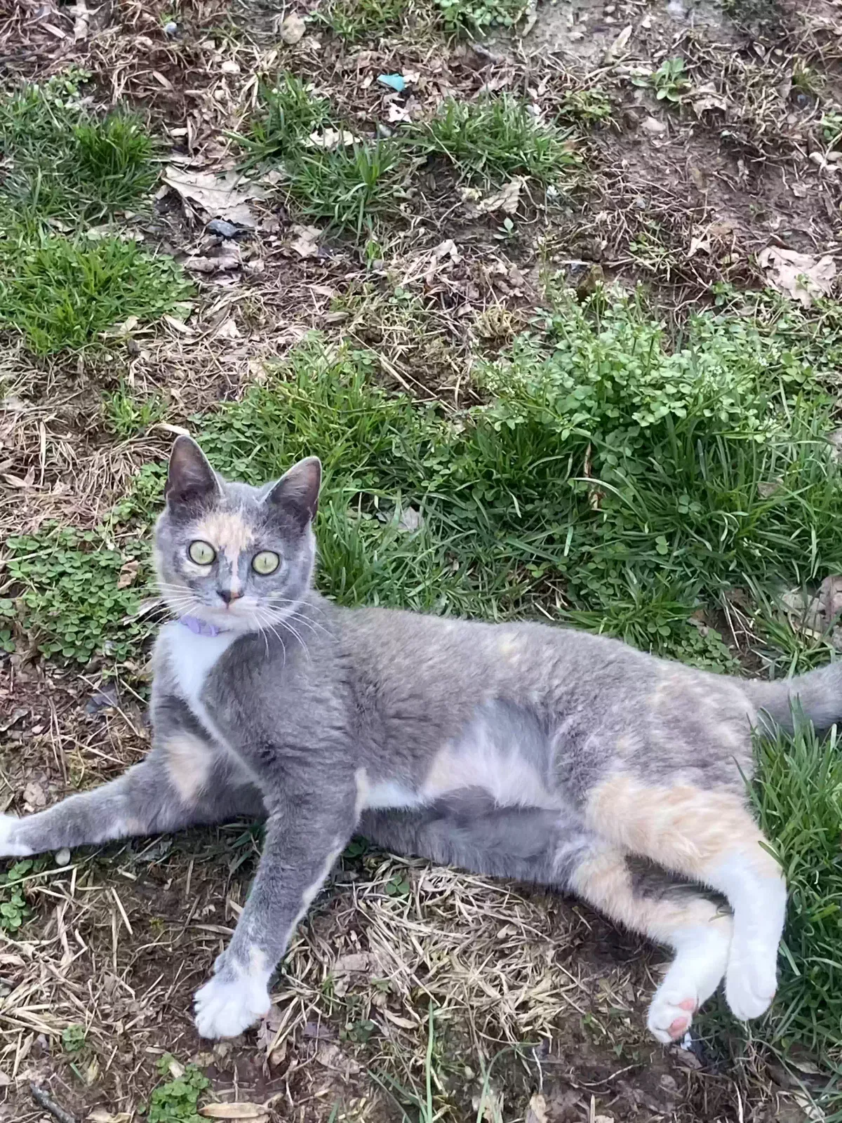 Lost cat in Ridgeview, WV, 25169
