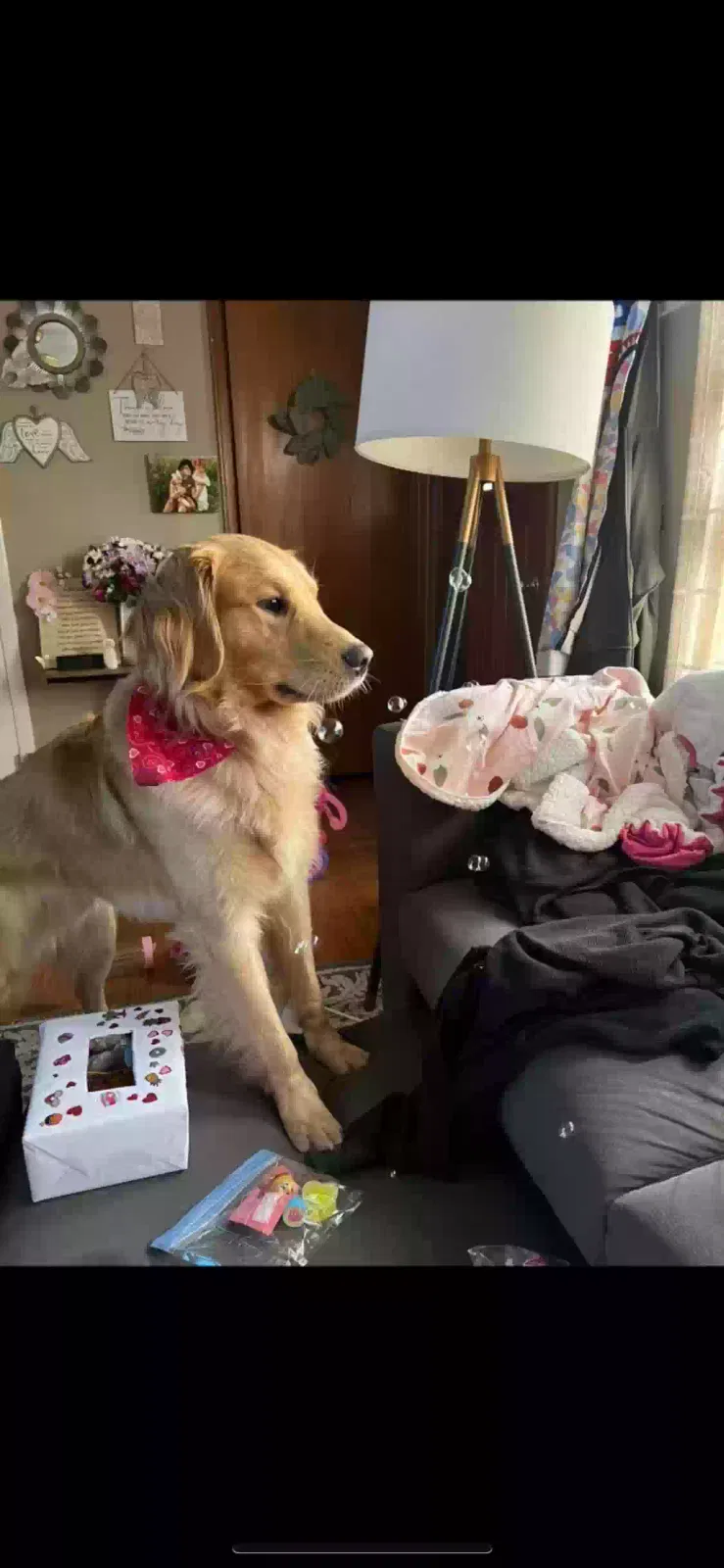 Lost dog in Knoxville, TN, 37917