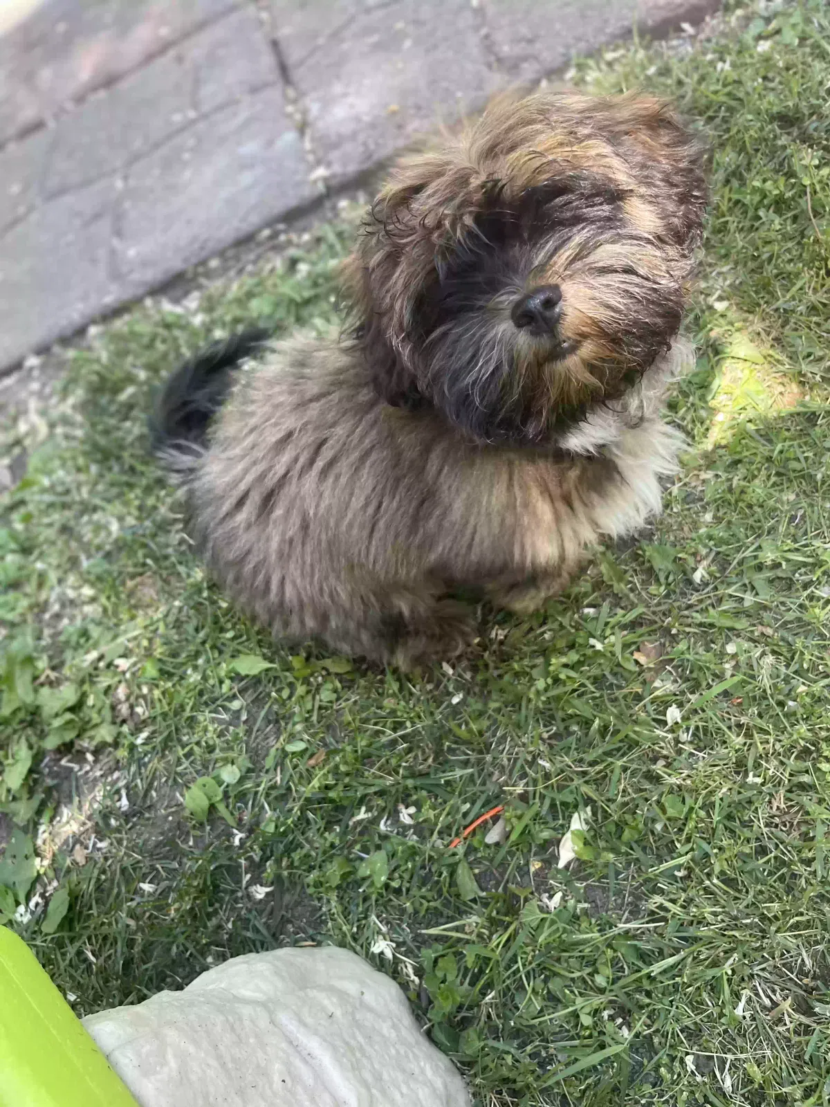 Lost dog in Minneapolis, MN, 55411