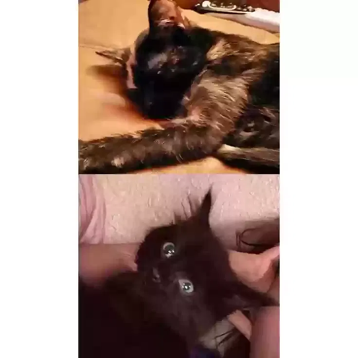 Found cat in Oklahoma City, OK, 73112