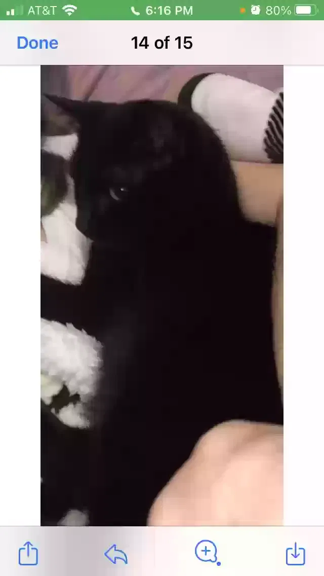 Lost cat in Shreveport, LA, 71107