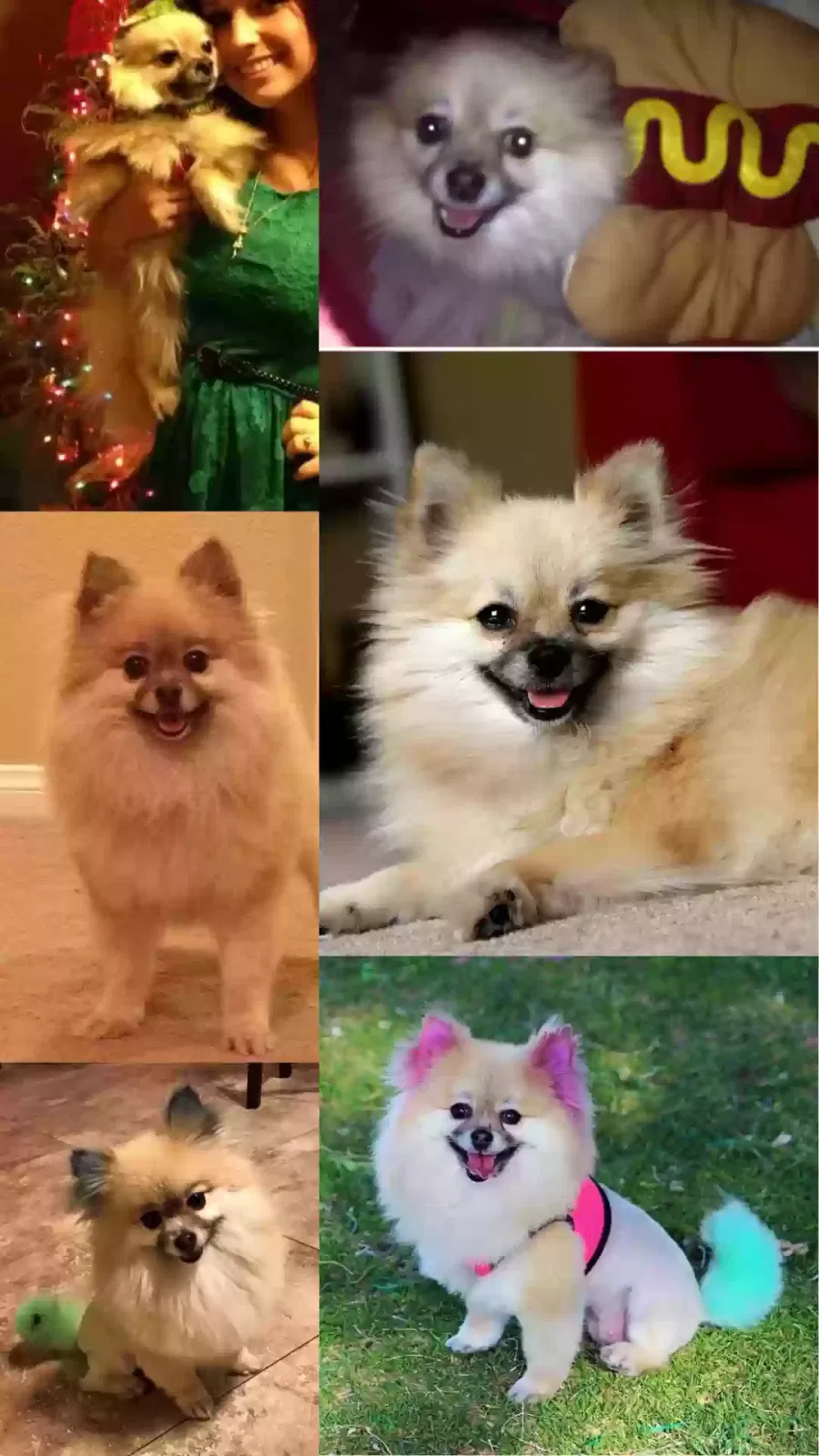 Lost dog in Las Vegas, NV, 89123