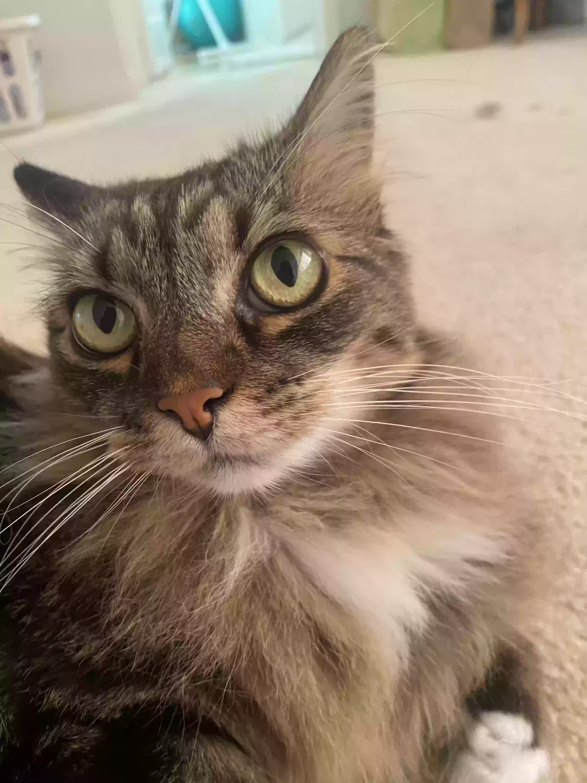 Lost cat in Oceanside, CA, 92057