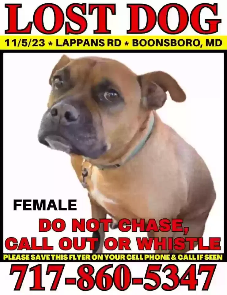 Lost dog in Boonsboro, MD, 21713