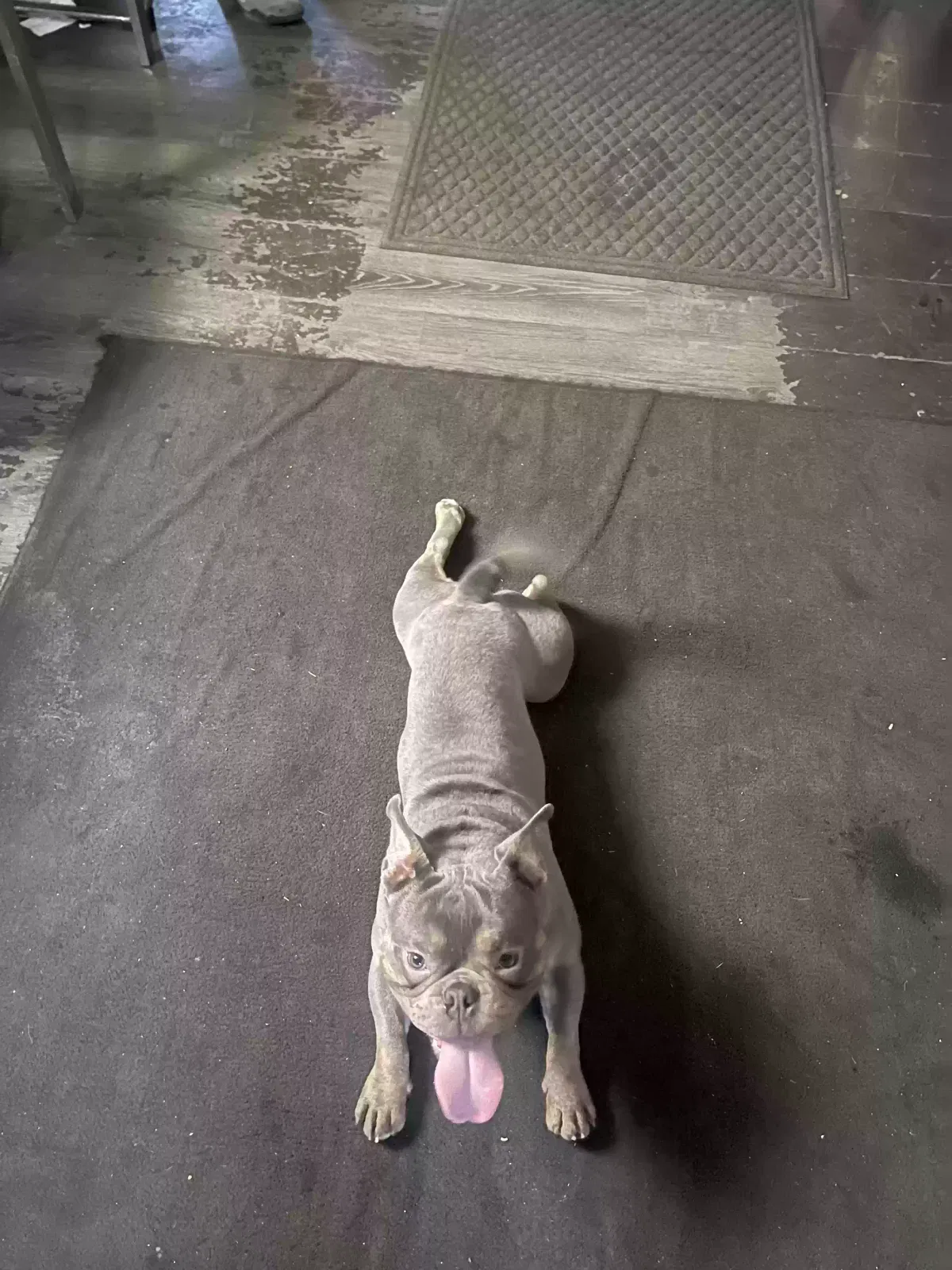 Lost dog in Cockeysville, MD, 21030