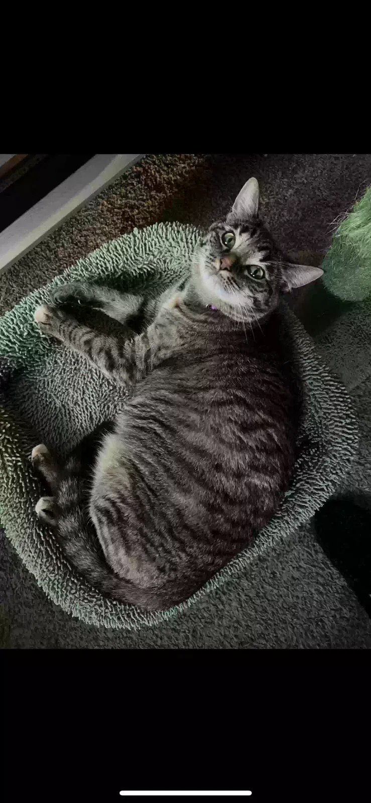 Lost cat in Salem, OH, 44460