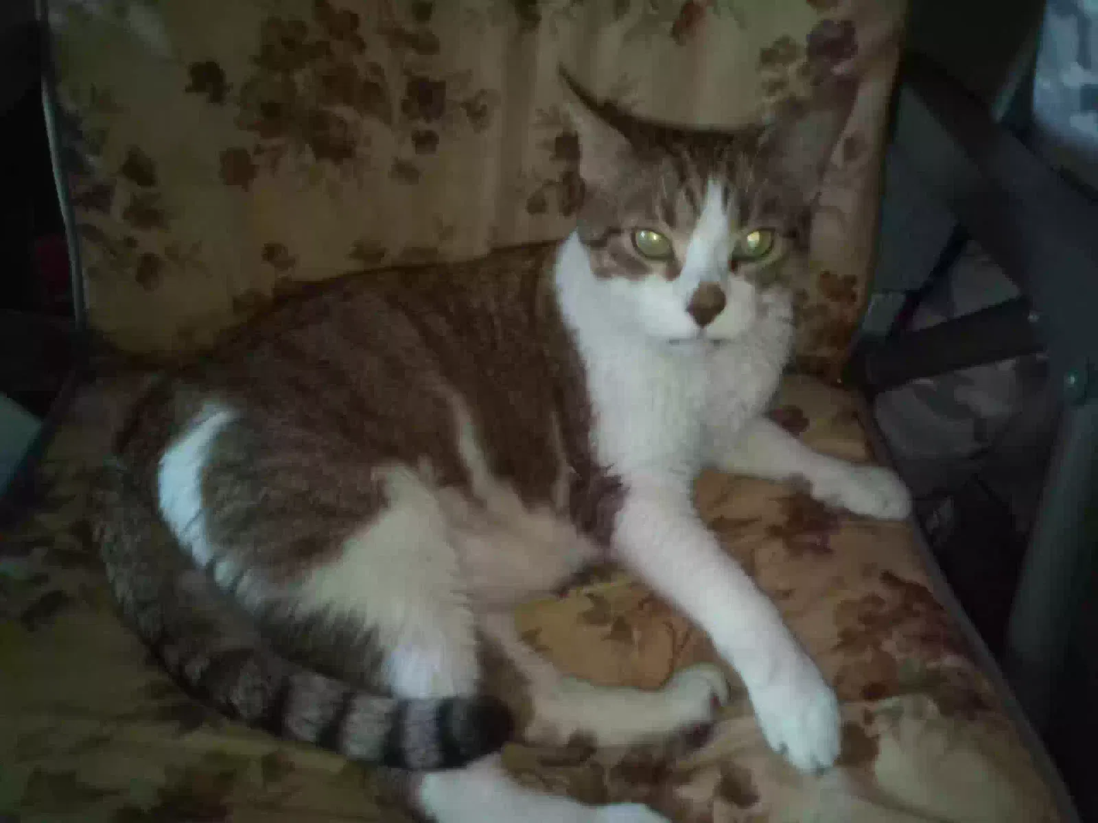 Lost cat in Cincinnati, OH, 45238