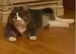 Lost cat in Schuyler, VA, 22969