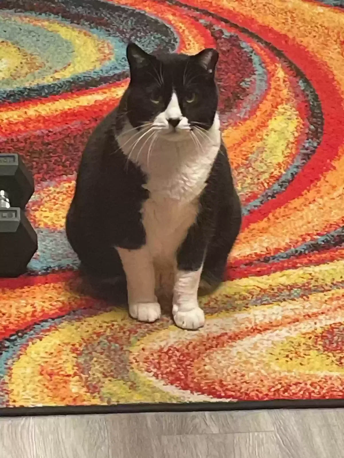 Lost cat in Palatine, IL, 60067