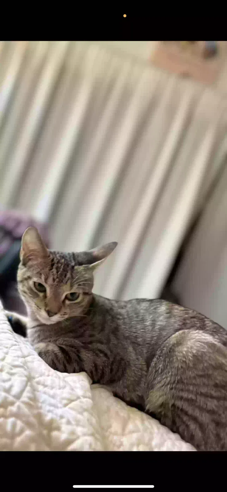 Lost cat in Arlington, TX, 76014