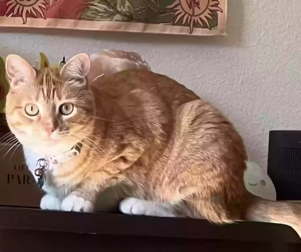 Lost cat in Agoura Hills, CA, 91301