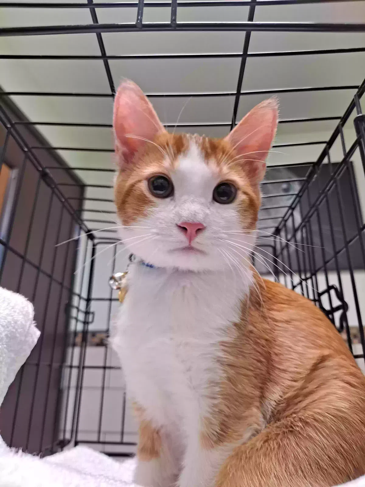Lost cat in North Las Vegas, NV, 89084