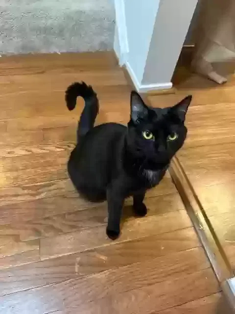 Lost cat in Annandale, VA, 22003