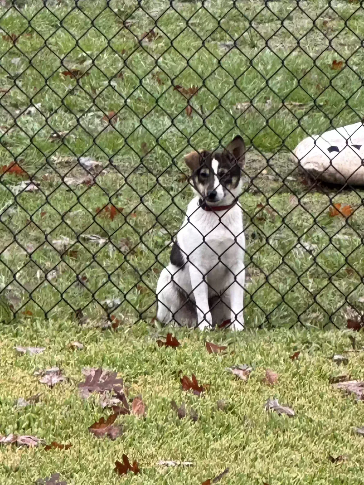 Found dog in Livingston, TX, 77351