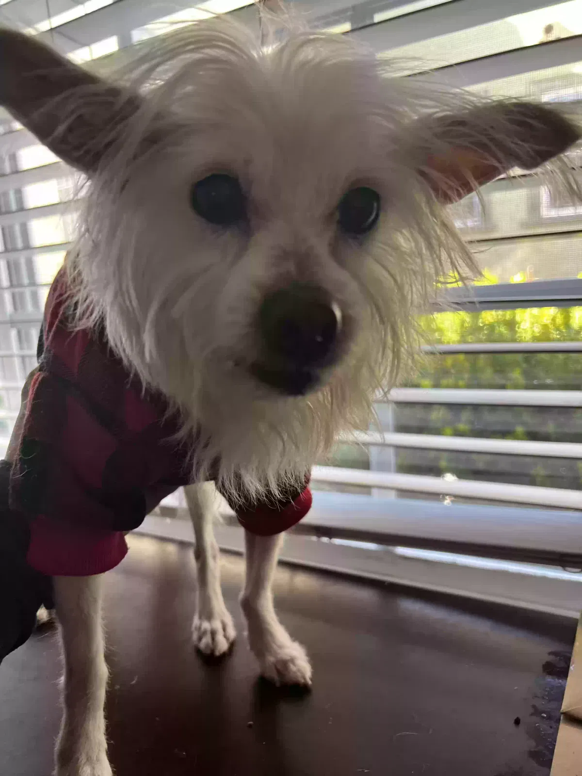 Lost dog in Los Angeles, CA, 90062