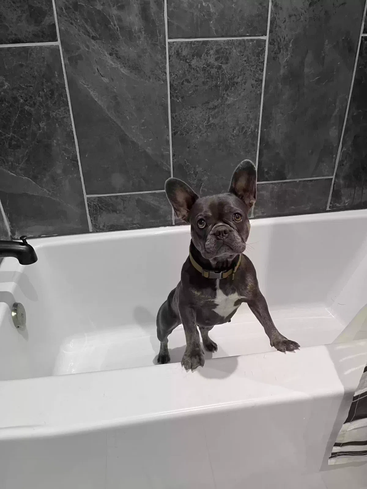 Lost dog in Citrus Heights, CA, 95621