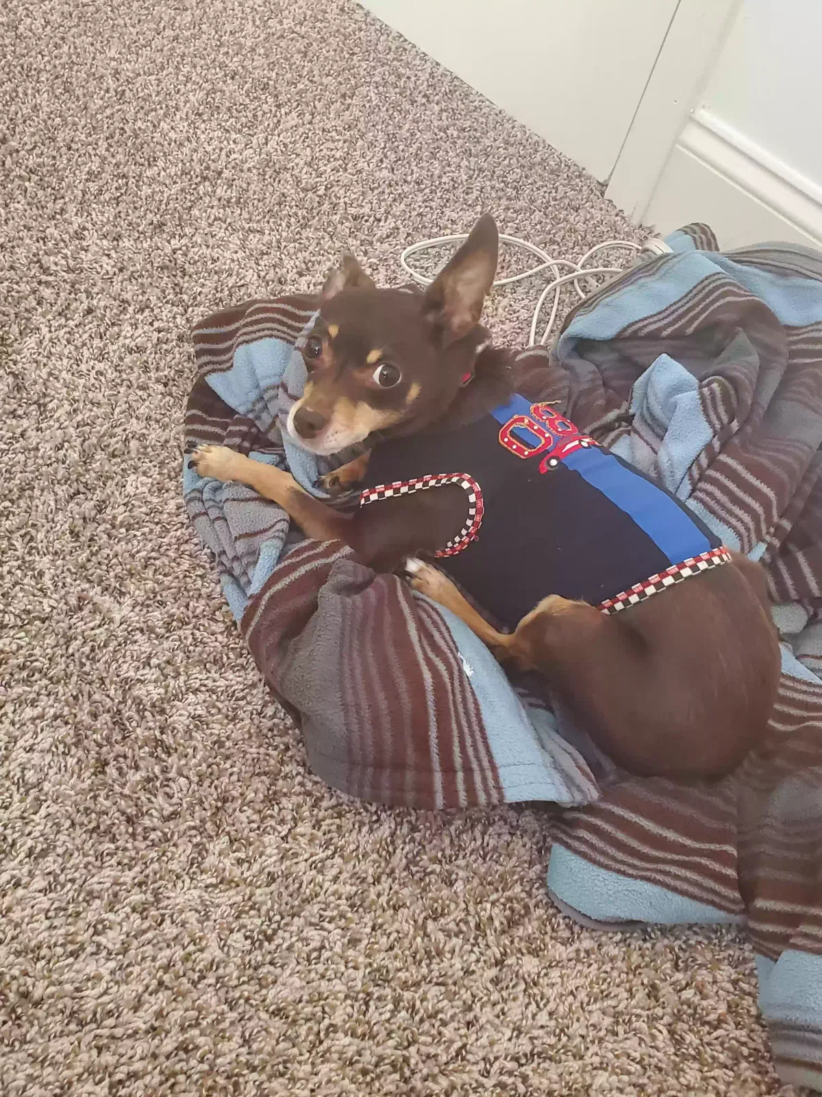 Lost dog in Birmingham, AL, 35212