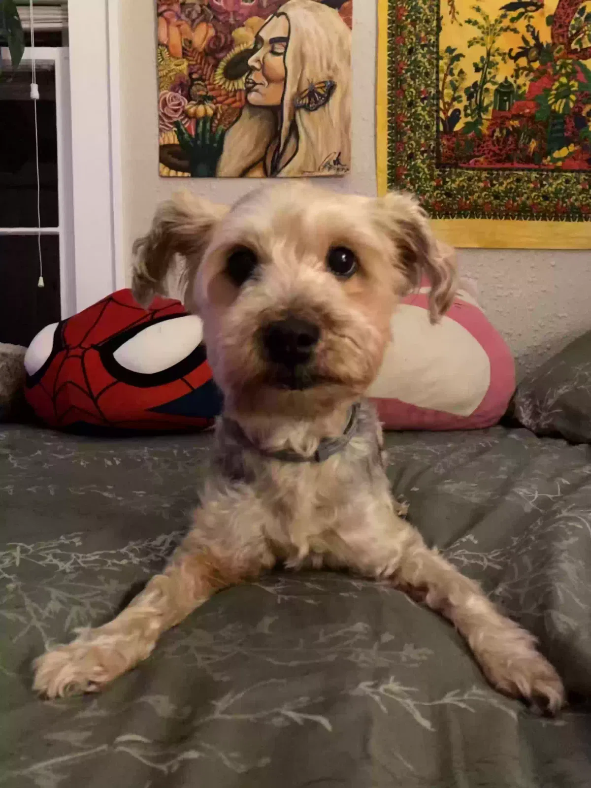 Lost dog in Knoxville, TN, 37917